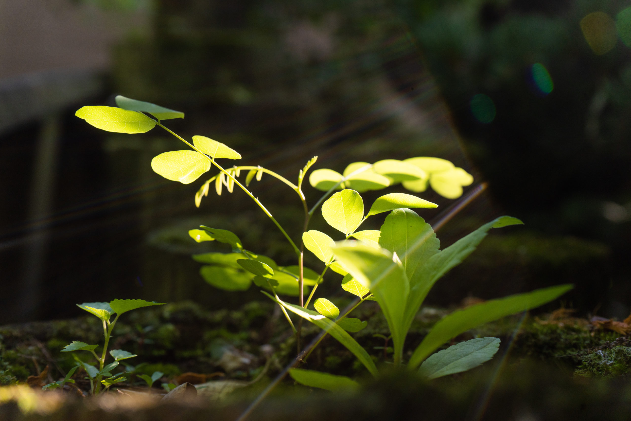 plant